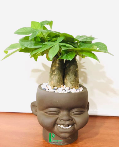 CHẬU CÂY KIM NGÂN 2