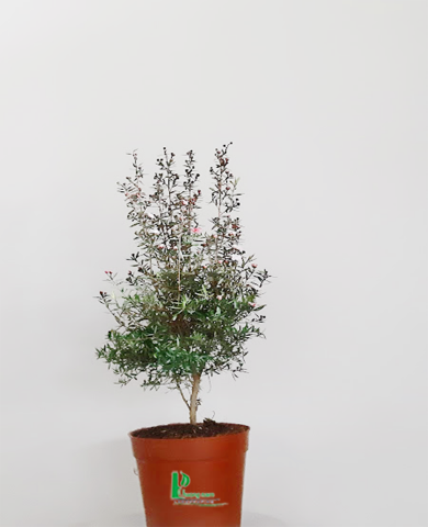 CHẬU NHẤT CHI MAI