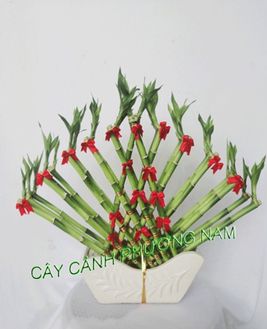 Trang trí nhà chật hẹp bằng cây cảnh