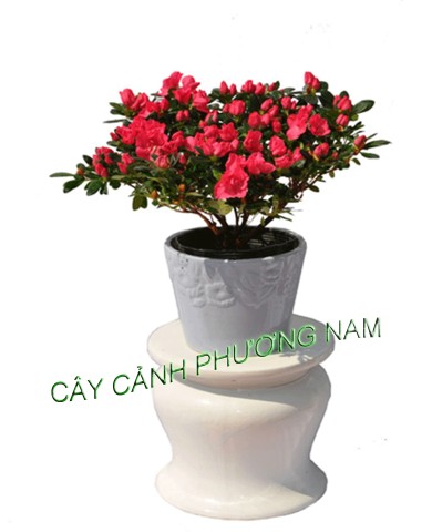 Chậu Hoa Đỗ Quyên