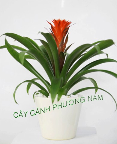Chậu Phong Lộc Hoa