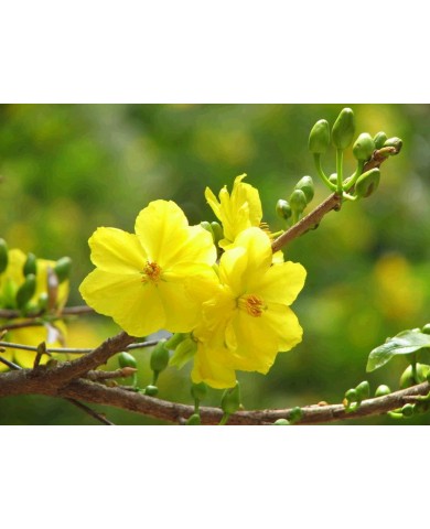 Tết Đinh Dậu 2017: Chuyên gia phong thủy khuyên "năm gà chơi mai vàng rất hợp"