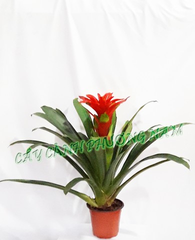 Chậu Phong lộc Hoa