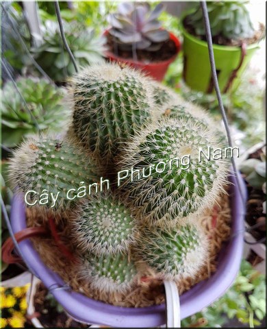 Xương rồng nở hoa