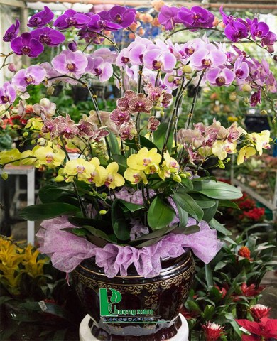 Chậu lan hồ điệp