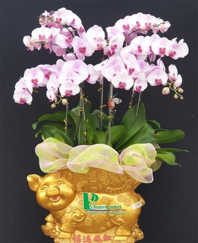 Chậu lan hồ điệp 27