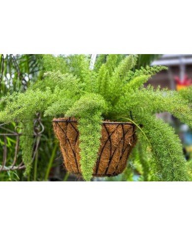 Trồng trong nhà và giải pháp