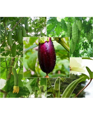 Rau gì dễ trồng - dễ ăn?