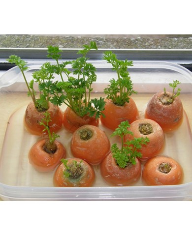 Trồng rau không cần giống