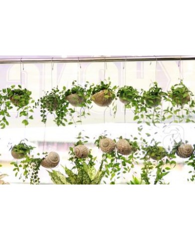 Trồng Cây chậu treo