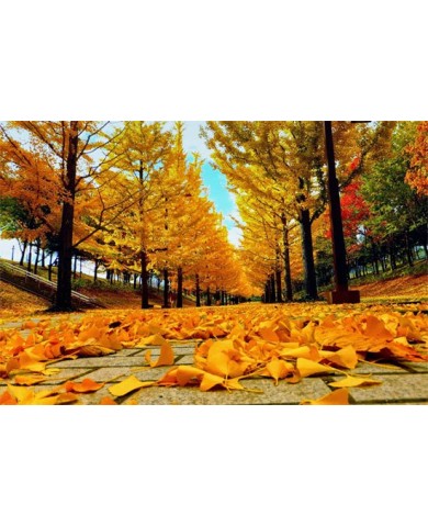 Vì sao mùa thu lá cây đổi màu ?