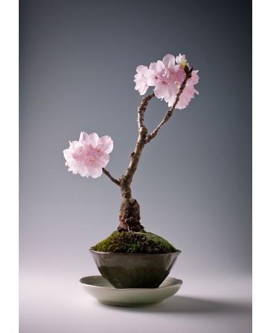 Yêu thích nhất Bonsai