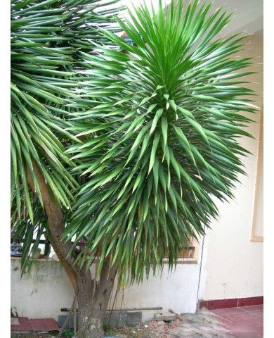 Trồng cây Đại Lộc hút tài lộc ngày Tết