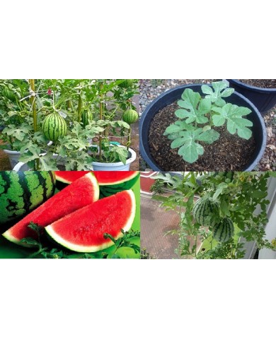 Trồng dưa hấu trong chậu