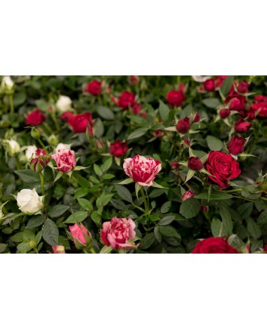 Bệnh chết nhánh hoa hồng