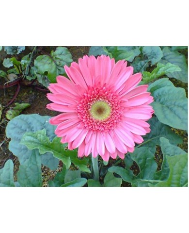 Một số loại hoa dễ trồng - dễ chăm sóc