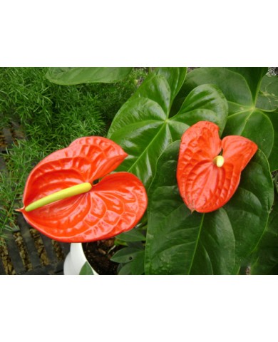 Cây hồng môn - Trồng và chăm sóc