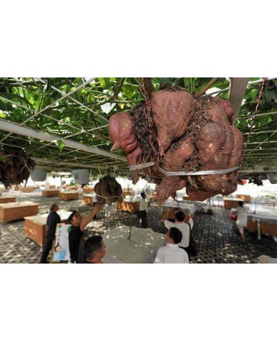 Độc đáo: trồng khoai lang bằng nhà giàn