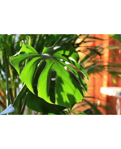 Vì sao lá cây ráy xẻ có lỗ ?