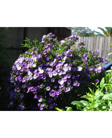 Hoa nhài trắng - Trồng và chăm sóc