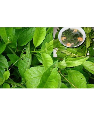 Rau bầu đất