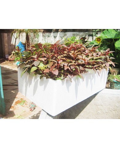 Trồng rau dền tại gia đình