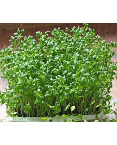 Trồng rau mầm bằng khăn giấy cực đơn giản và độc đáo