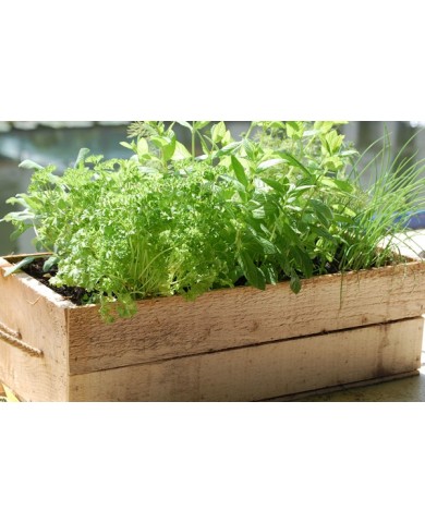 Rau thơm trồng tại nhà