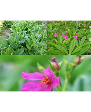 Cây sâm đất