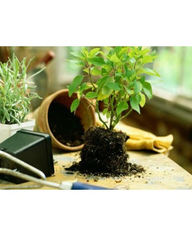 Thay chậu cho cây cảnh