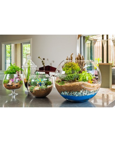 Trồng cây trong chậu thủy tinh