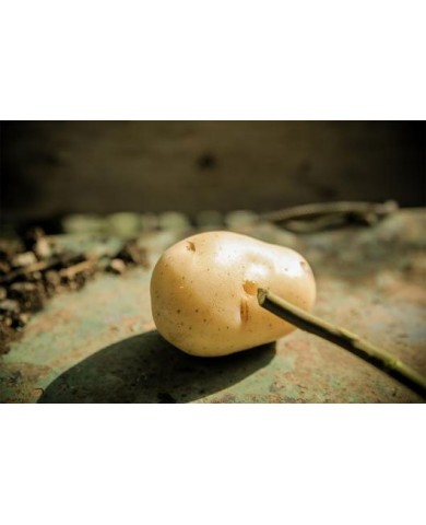 Trồng hoa hồng từ củ khoai tây