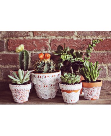 Tận dụng vỏ chai nhựa làm chậu cây hoa cảnh