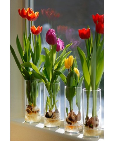 Phương pháp chọn hoa ly đẹp và giữ hoa tươi lâu