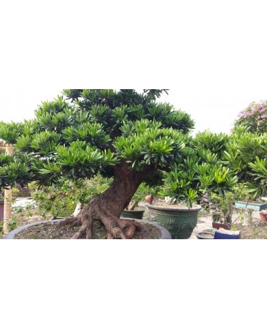 Tùng la hán và cách tạo dáng 