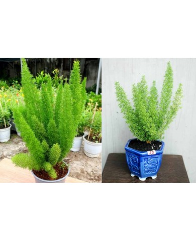 Trồng Tùng đuôi chồn làm tiểu cảnh cực mê