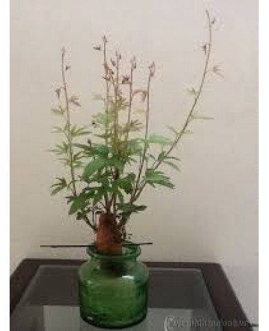 Trồng khoai lang làm cảnh