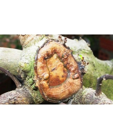 Để vết cắt cây cảnh mau liền sẹo