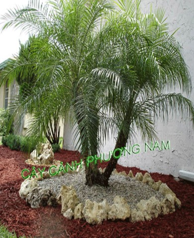 Trồng cây cau lùn hút tài lộc vào nhà