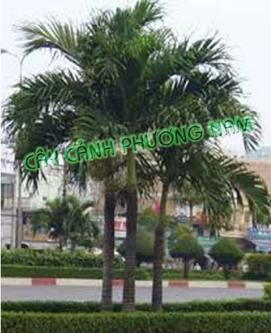 Trồng cau lùn dáng đẹp, sai quả