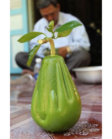 Những quả bưởi đẹp - độc - lạ ở Việt Nam