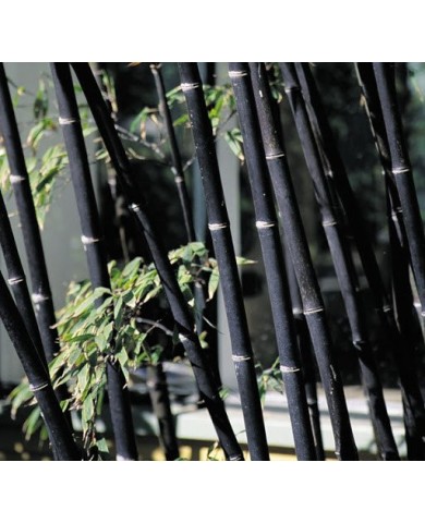 Trúc quý có nguy cơ tuyệt chủng ở Việt Nam