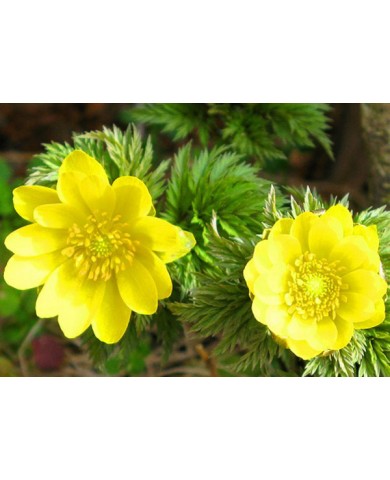 Trồng cỏ phúc lộc thọ làm viền quanh nhà