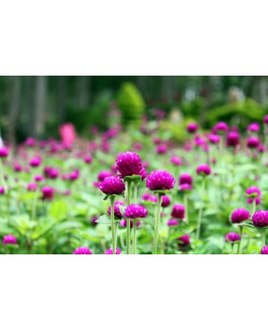 Trồng hoa Cúc Bách Nhật cho vườn nhà luôn rực rỡ sắc hoa