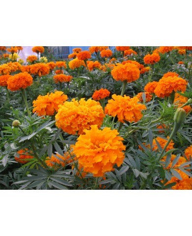 Trồng cúc vạn thọ đón Tết ngập tràn