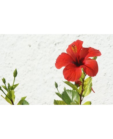 Hoa dâm bụt kiểng - trồng và chăm sóc