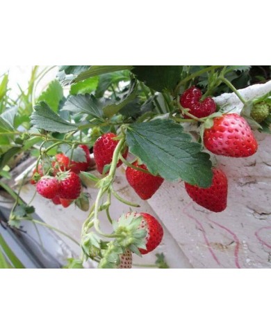 Trồng dâu tây tại nhà