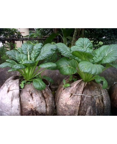 Vườn cây cảnh xanh um trồng trong vỏ dừa