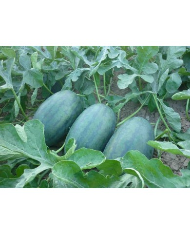 Trồng và chăm sóc dưa hấu ruột vàng