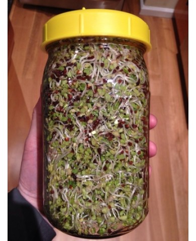 Trồng giá đỗ an toàn, mập mạp chỉ trong 4 ngày